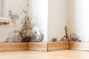 The Roots of Rot: Water Intrusion and Its Costly Effects The Roots of Rot: Water Intrusion and Its Costly Effects